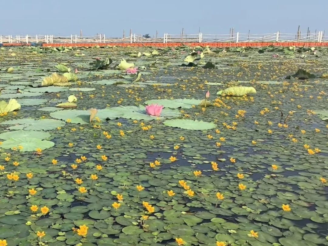 美麗河湖建設(shè)應(yīng)當(dāng)著力改善生境、恢復(fù)生態(tài)——雷克環(huán)境亮相中國(guó)環(huán)境科學(xué)學(xué)會(huì)2025科學(xué)技術(shù)年會(huì)