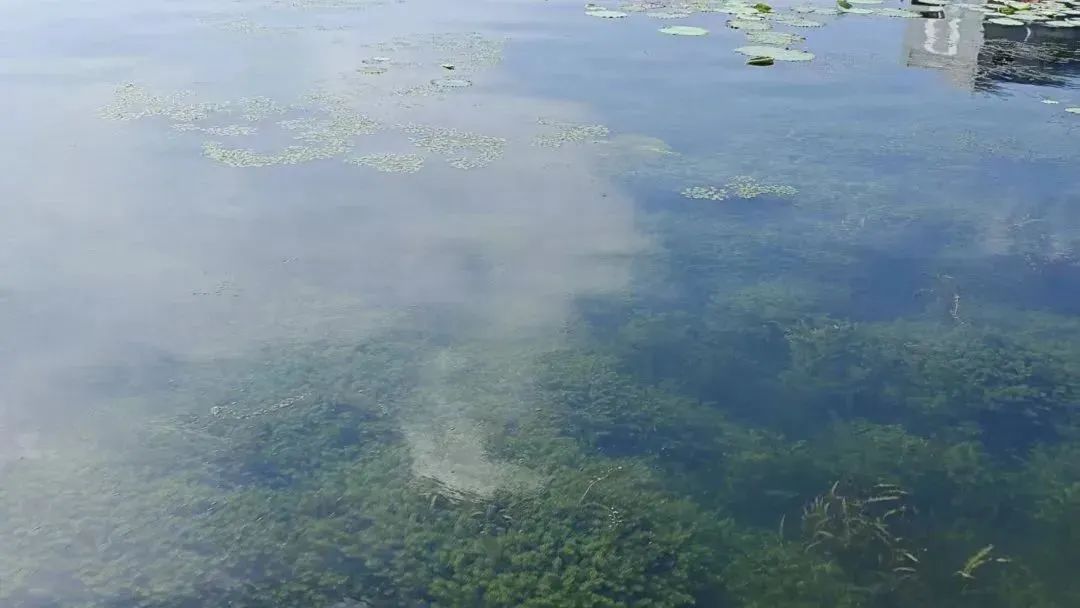 美麗河湖建設(shè)應(yīng)當(dāng)著力改善生境、恢復(fù)生態(tài)——雷克環(huán)境亮相中國(guó)環(huán)境科學(xué)學(xué)會(huì)2025科學(xué)技術(shù)年會(huì)