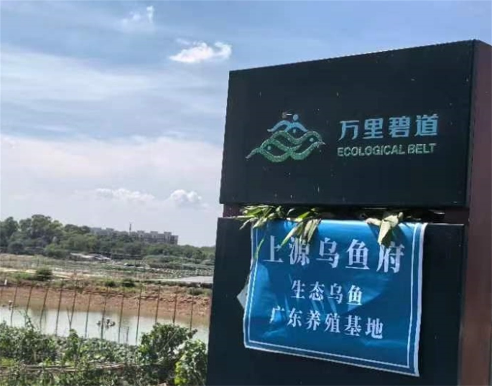 乌鱼（大）