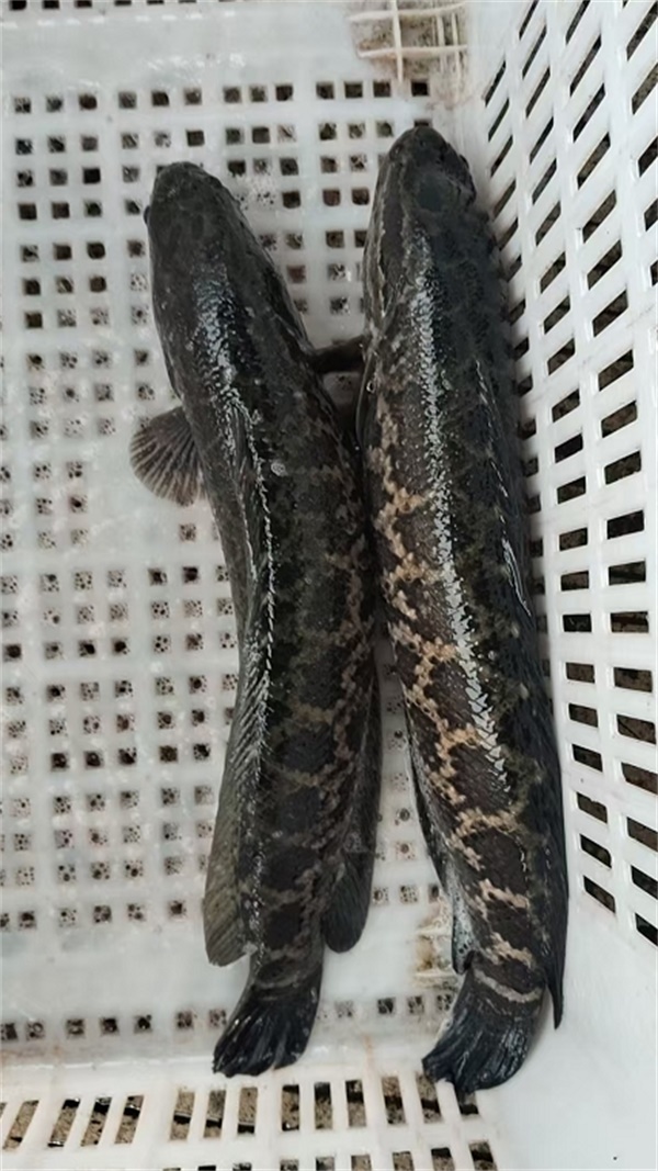 乌鱼