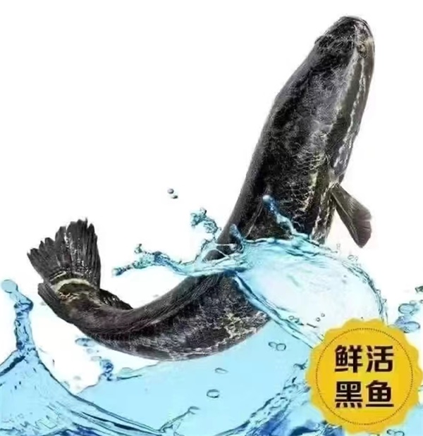 乌鱼