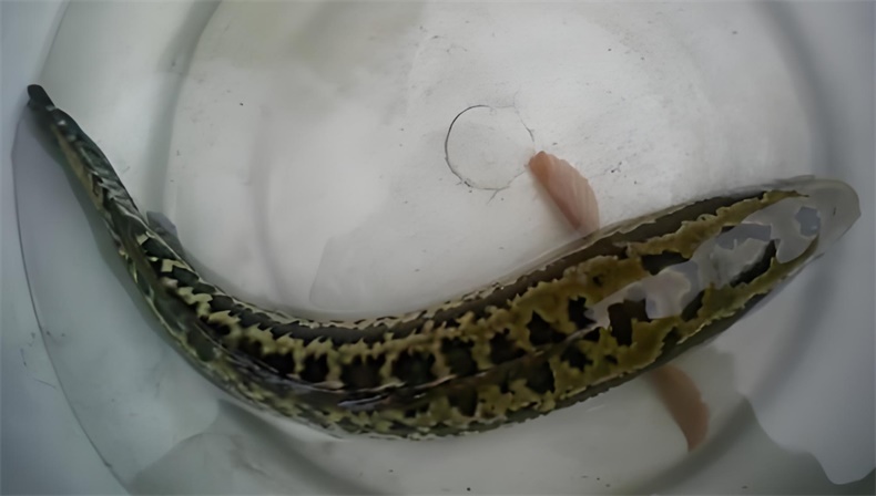 乌鱼