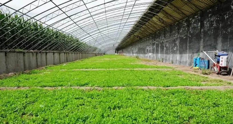 如何正確使用大量元素水溶肥？