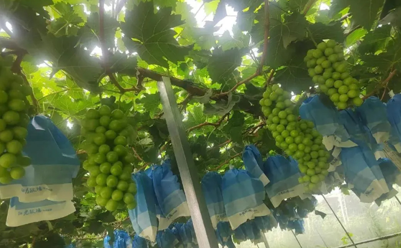 如何正確使用大量元素水溶肥？