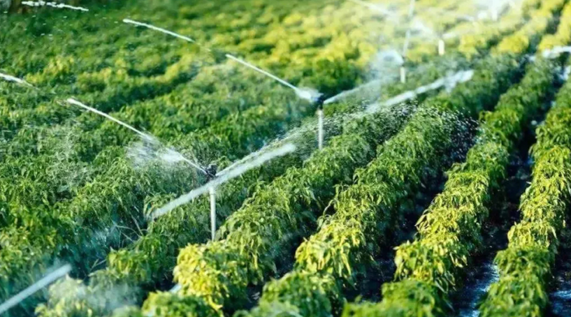 如何正確使用大量元素水溶肥？