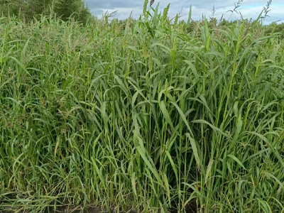 进口牧草种子