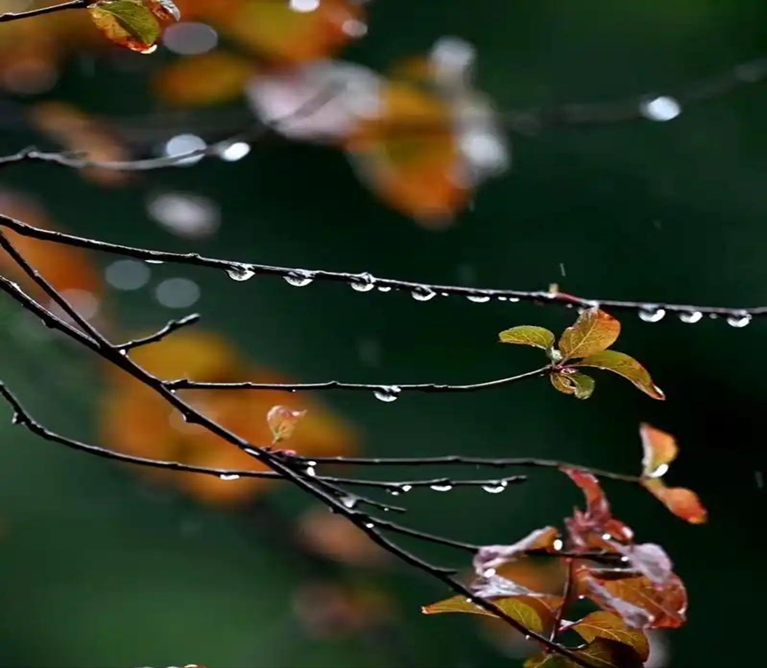 秋雨
