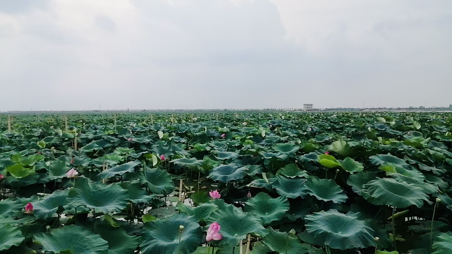 洪湖