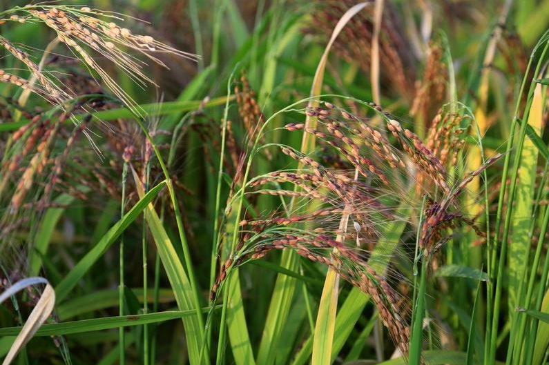 唐山胭脂米 唐山胭脂米