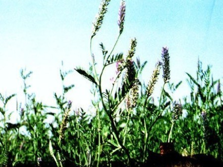 1760074655715949.jpg 进口牧草种子