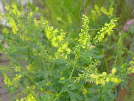 1760075298324879.jpg 进口牧草种子