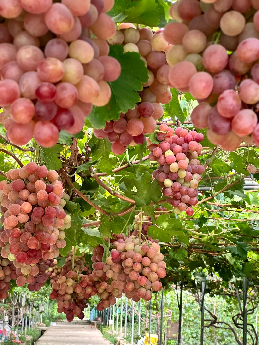 案例（果、蔬）