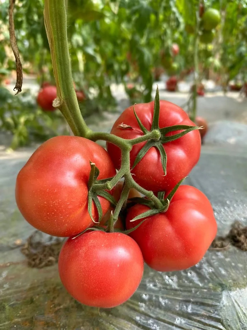 案例（果、蔬）