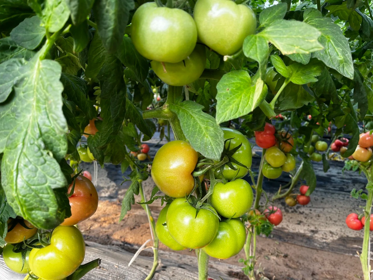 案例（果、蔬）