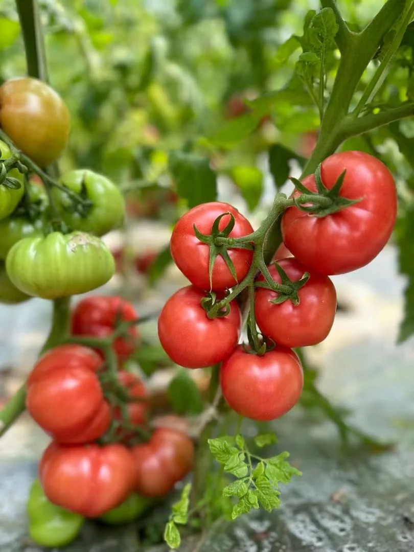 案例（果、蔬）