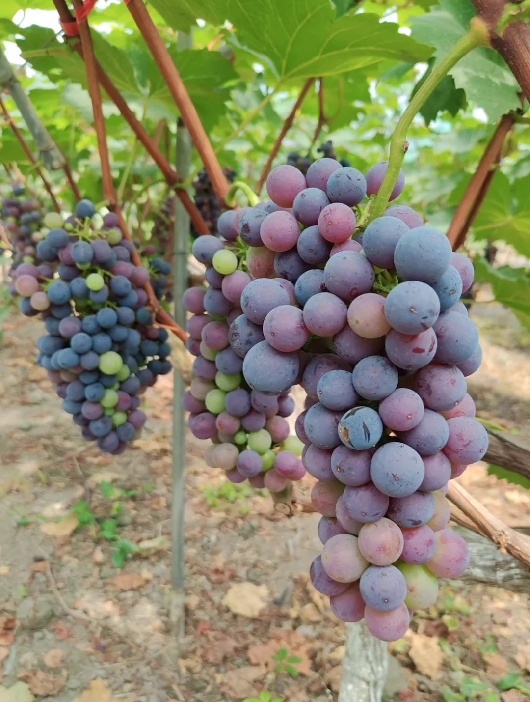 案例（果、蔬）