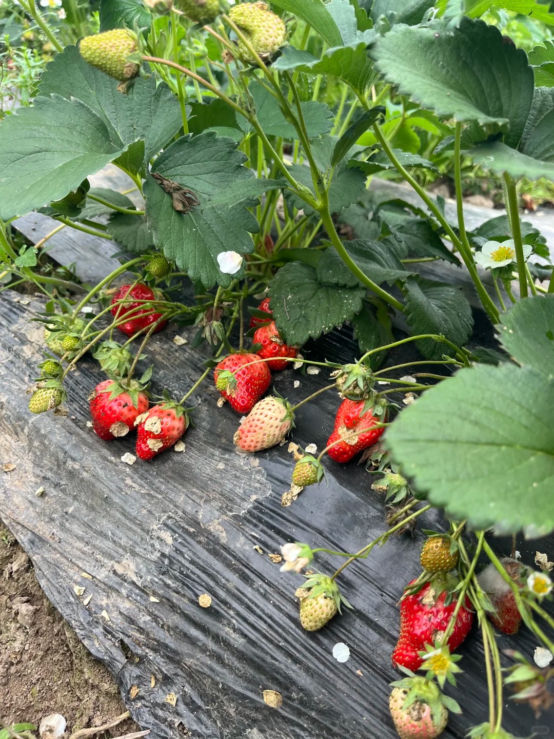 案例（果、蔬）