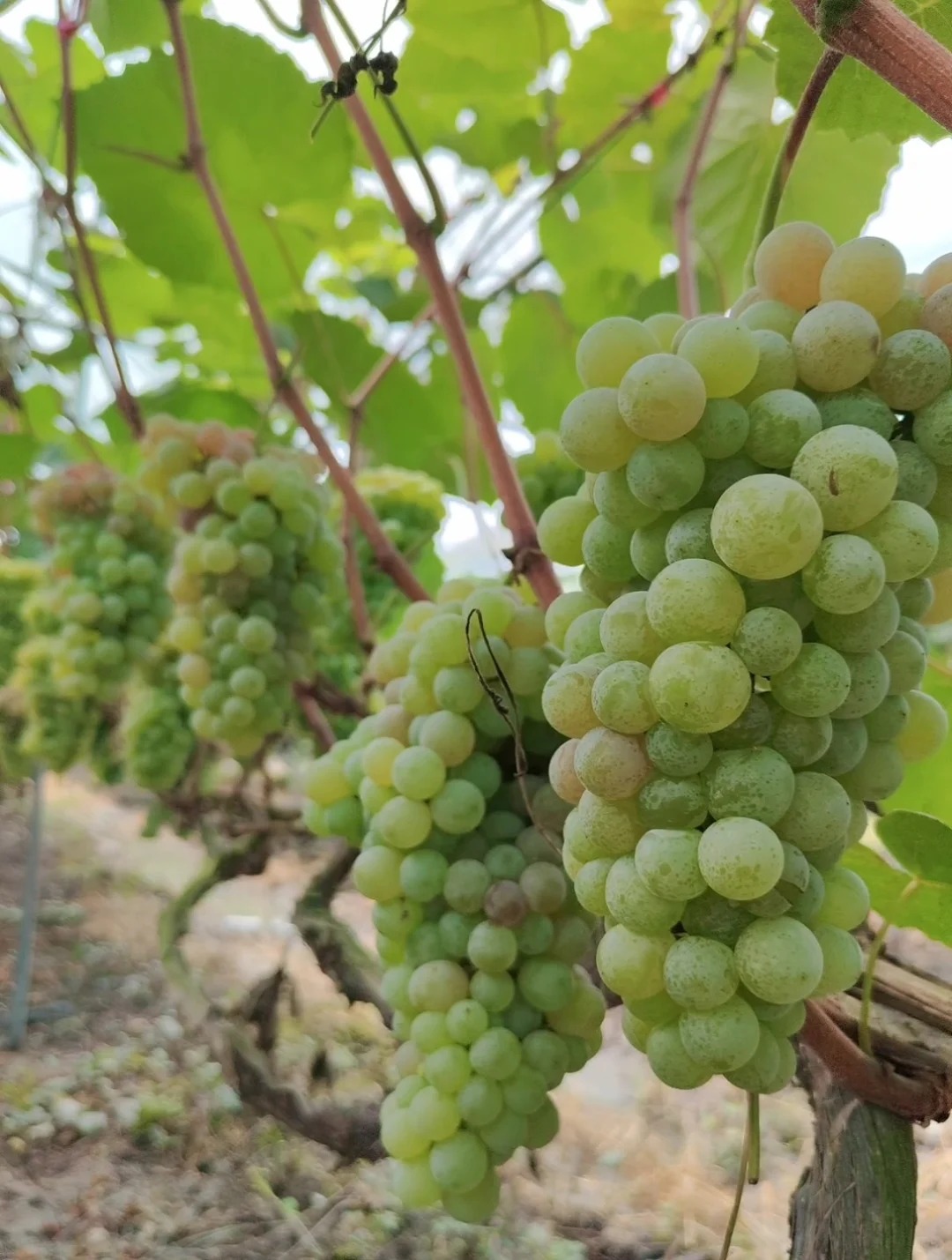 案例（果、蔬）