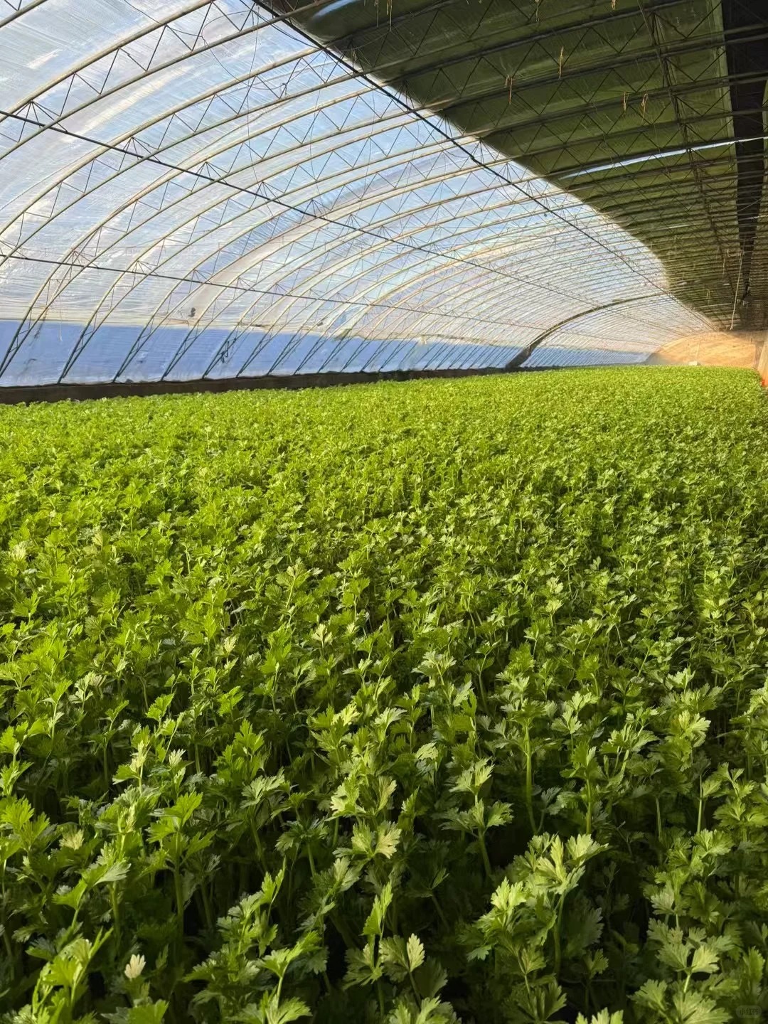 案例（果、蔬）