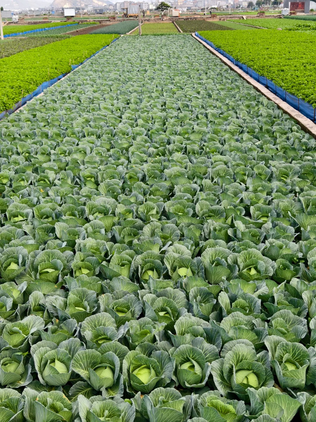 案例（果、蔬）