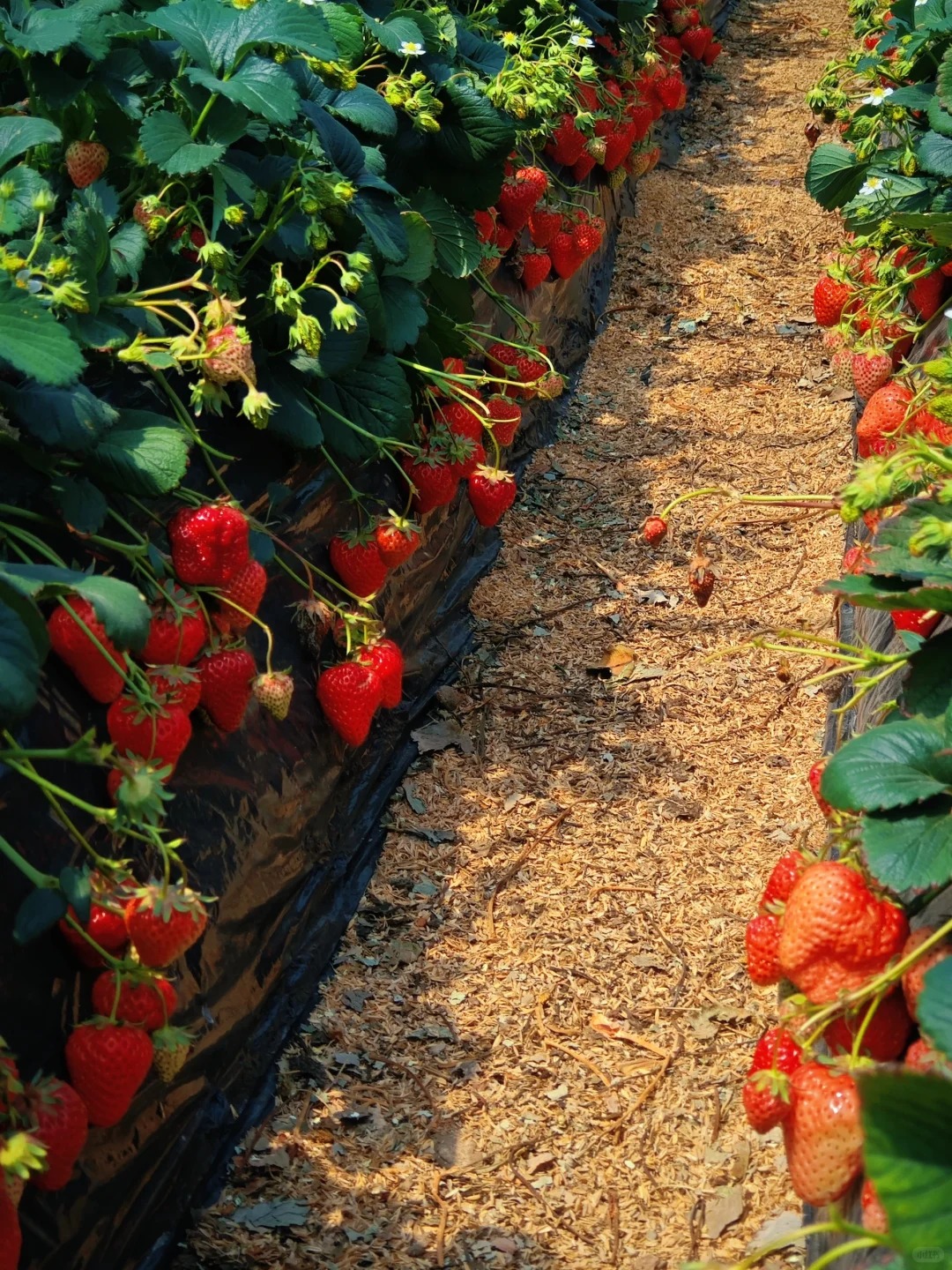 案例（果、蔬）