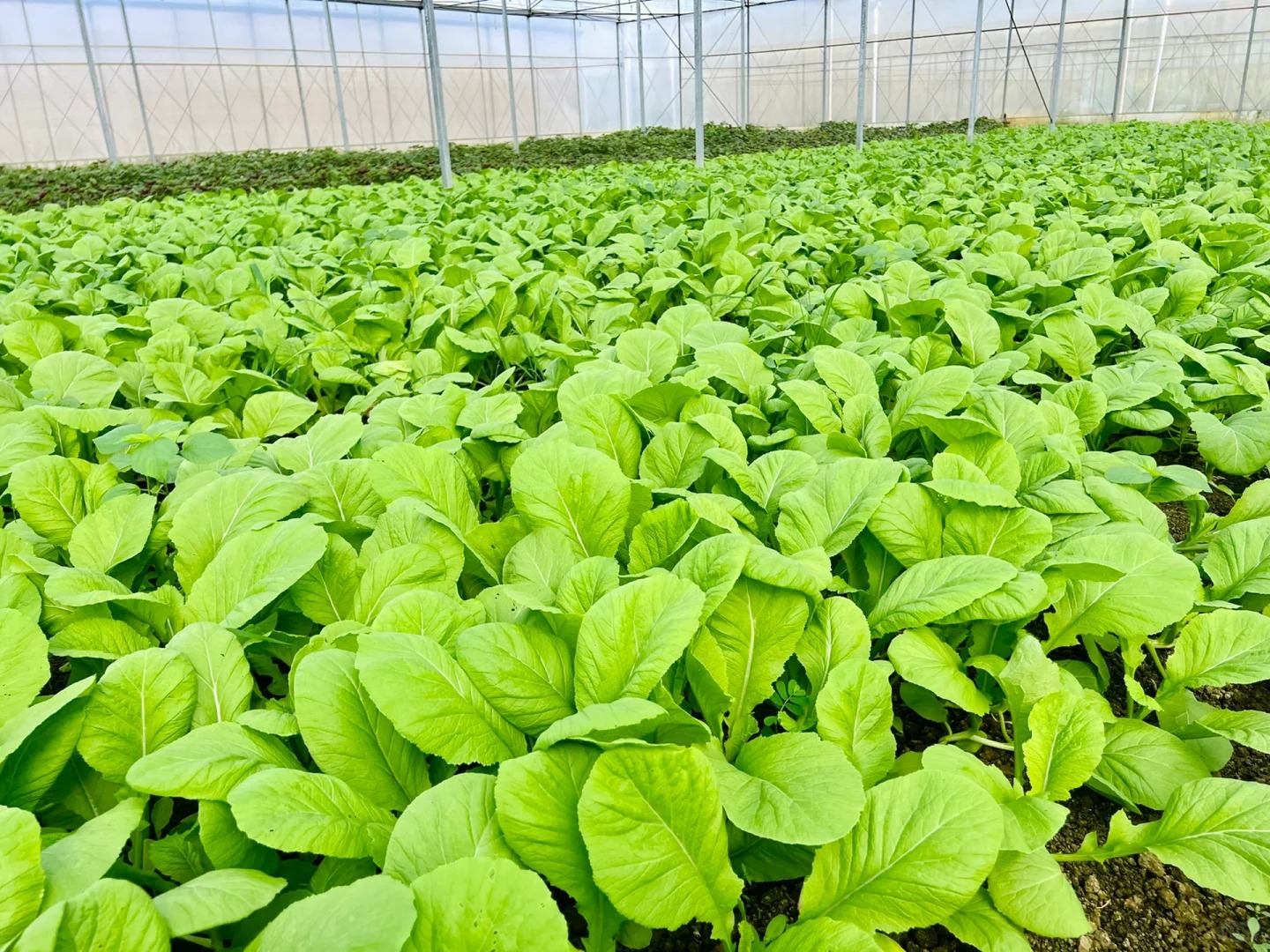 案例（果、蔬）