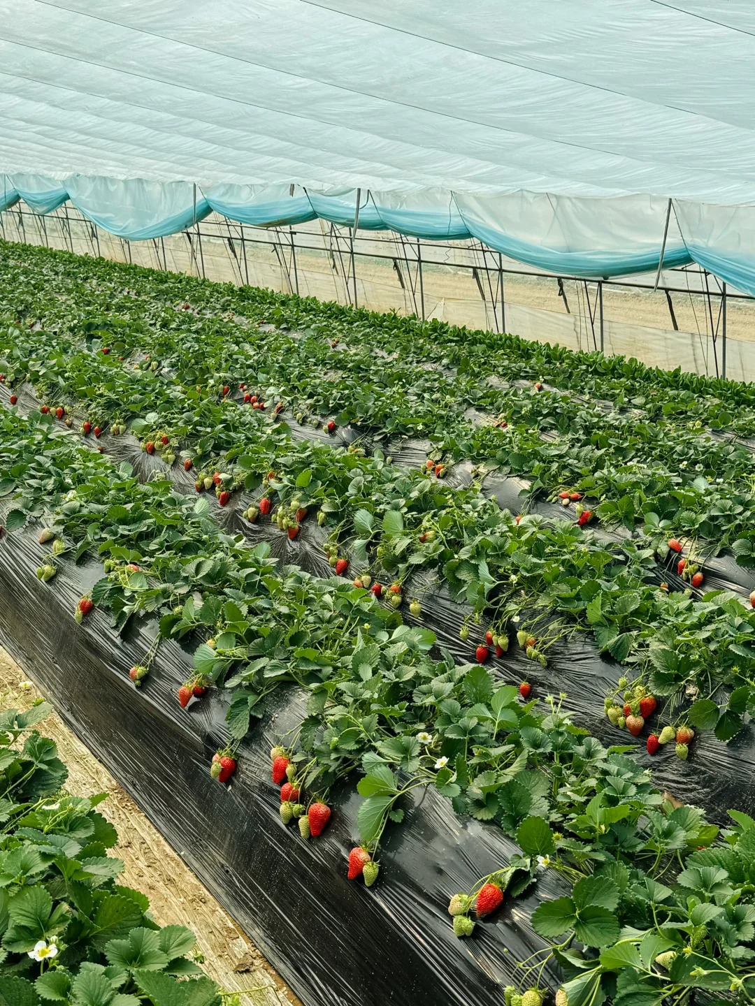 案例（果、蔬）