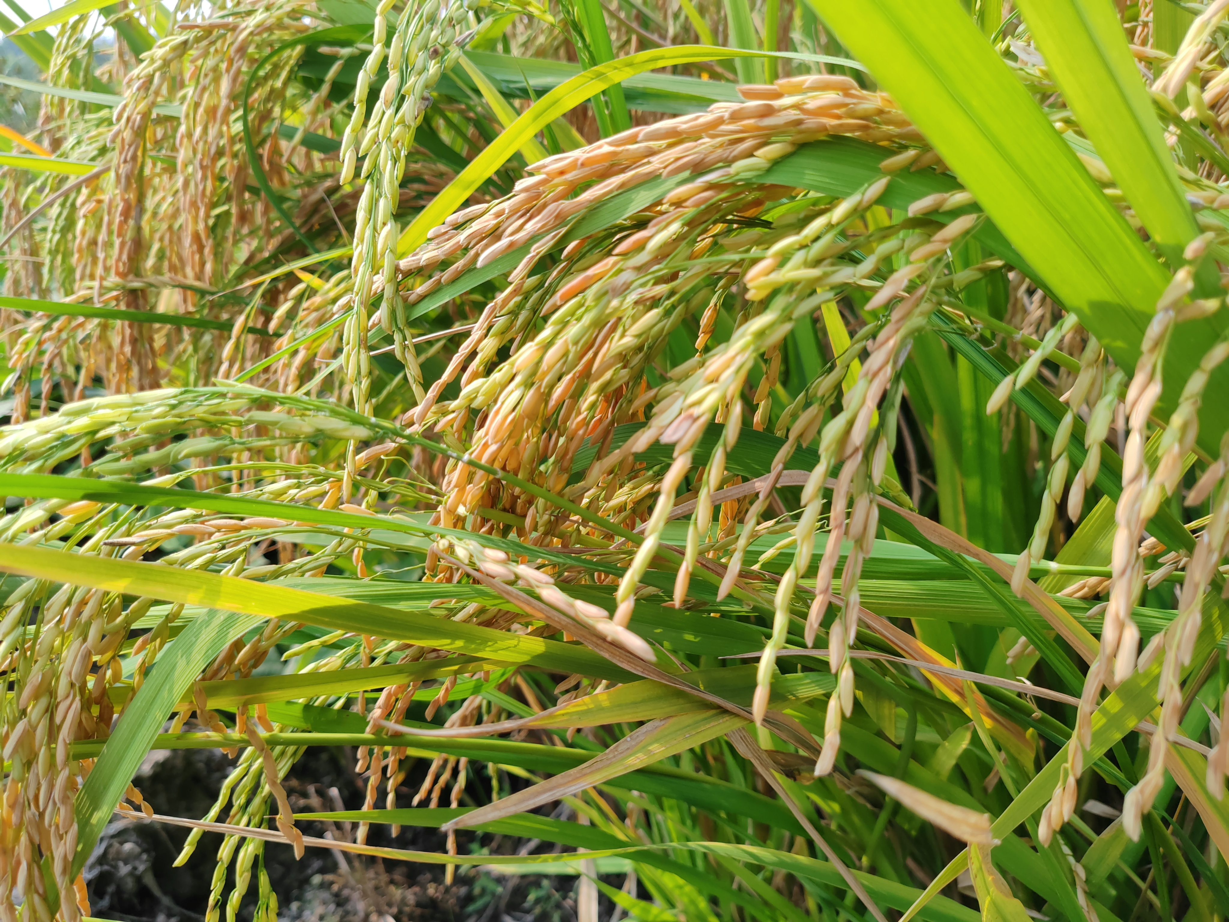 蟹田米厂家 蟹田米厂家