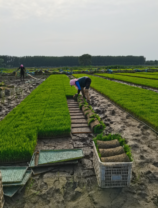 稻田米供应商 稻田米供应商