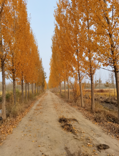 稻田米报价 稻田米报价
