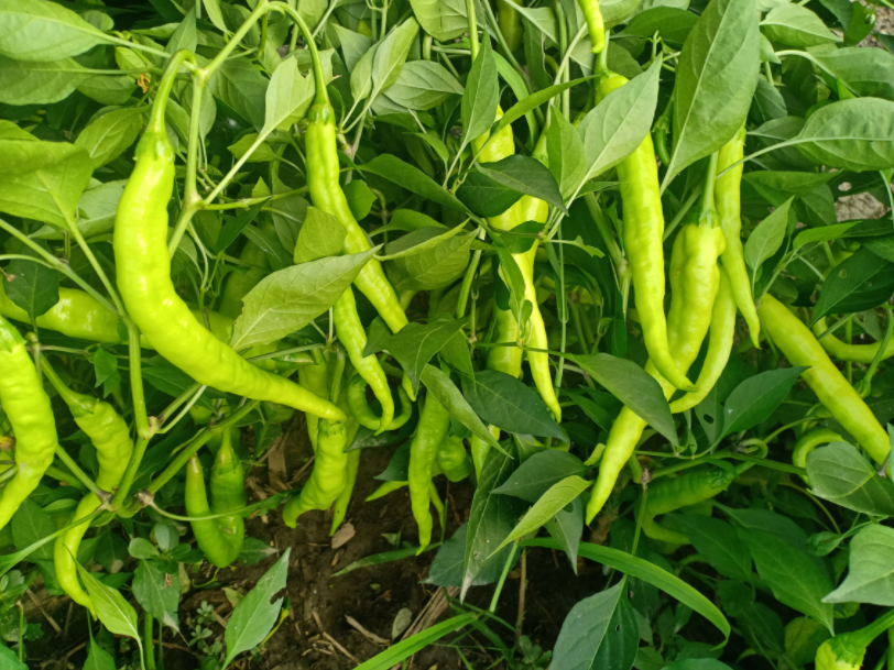 稻田米哪个品牌好