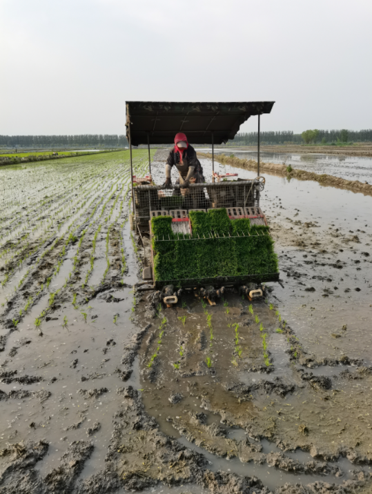 稻田米批发价格 稻田米批发价格