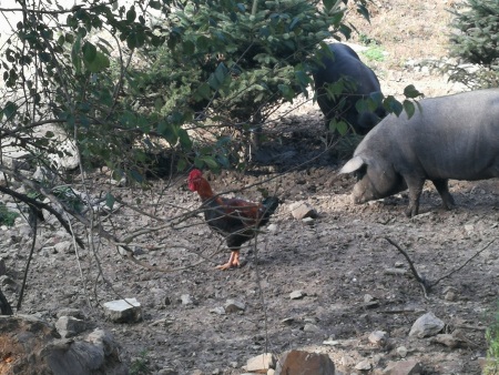 1760679755395249.jpg 散养土鸡