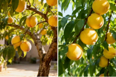 陕西文华建筑景观工程有限公司