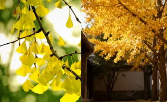 陕西文华建筑景观工程有限公司