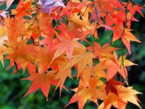 陕西文华建筑景观工程有限公司