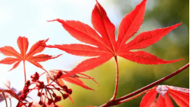 陕西文华建筑景观工程有限公司