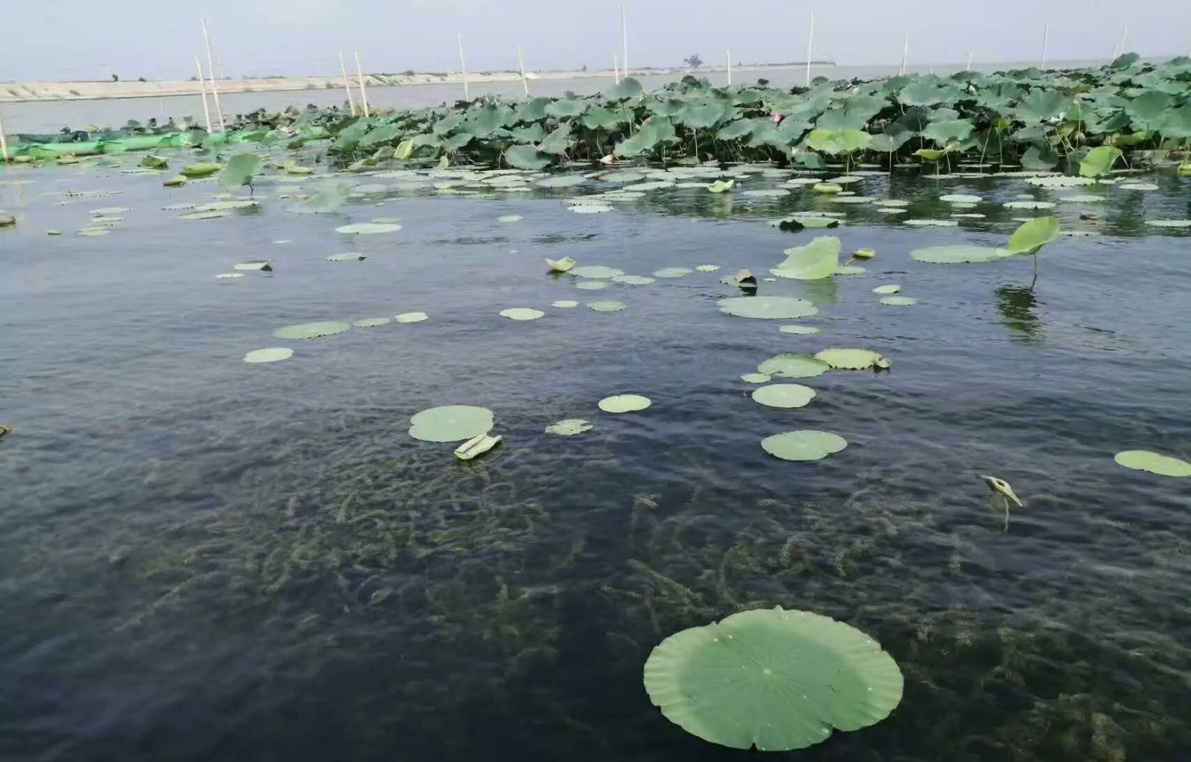 荆州市委书记汪元程调研洪湖底泥洗脱生态修复试验项目
