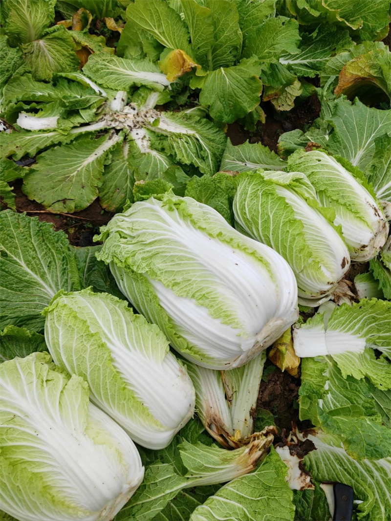 白菜