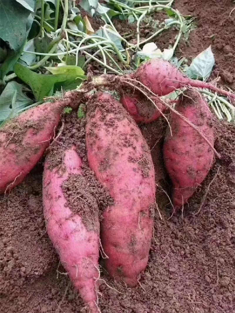 红薯