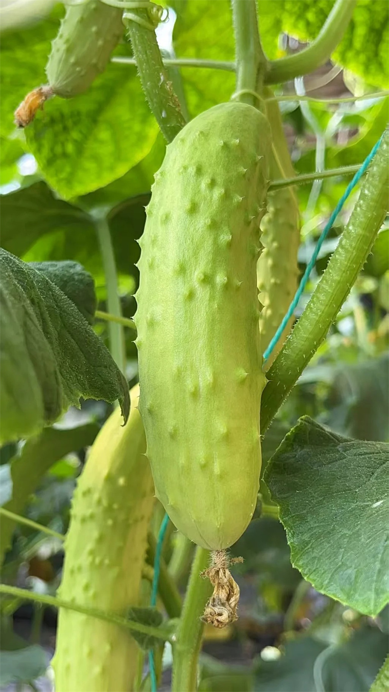 黄瓜