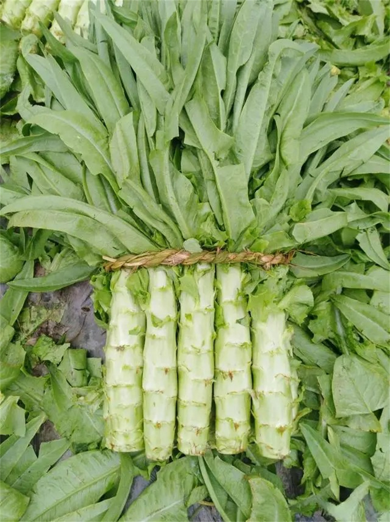 莴笋