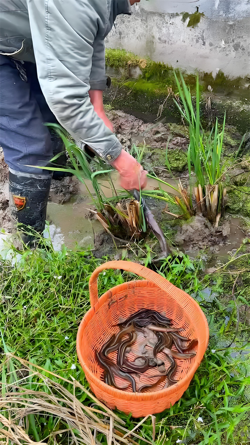 泥鳅