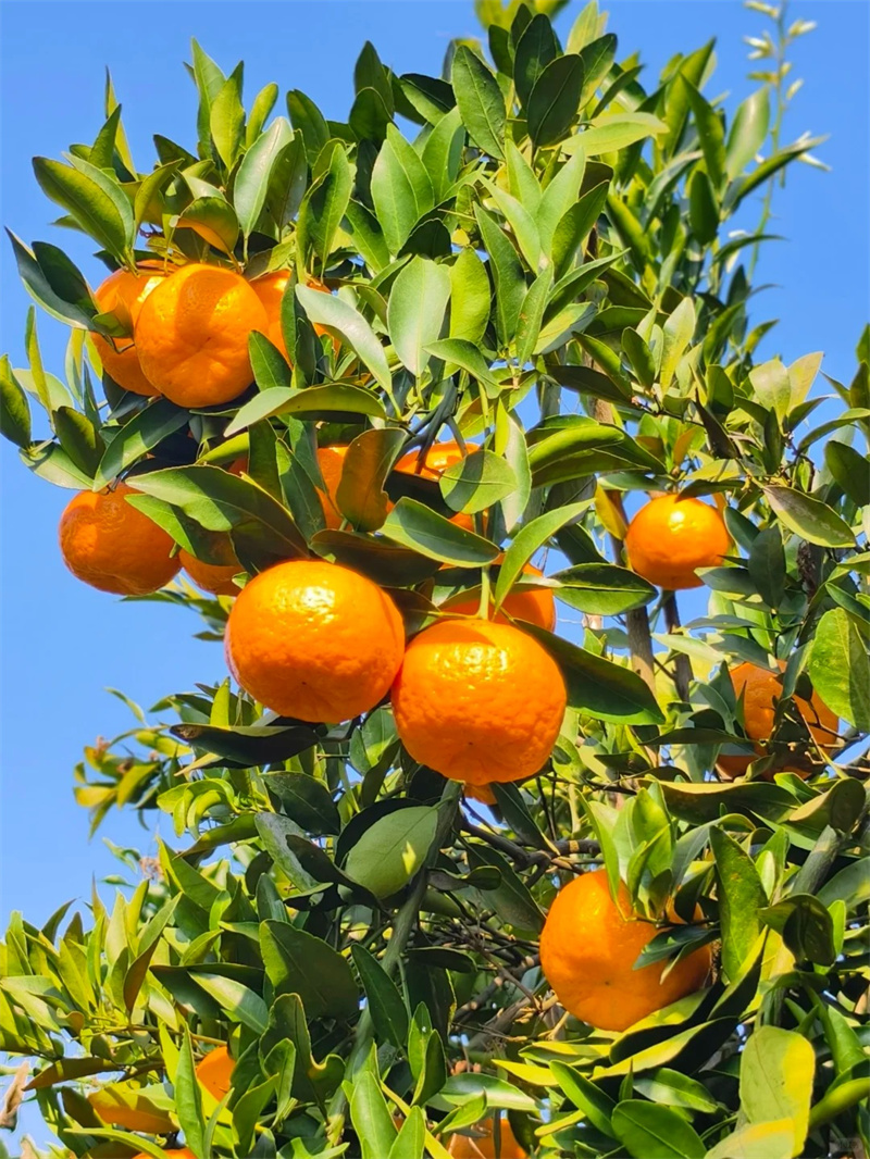 柑橘