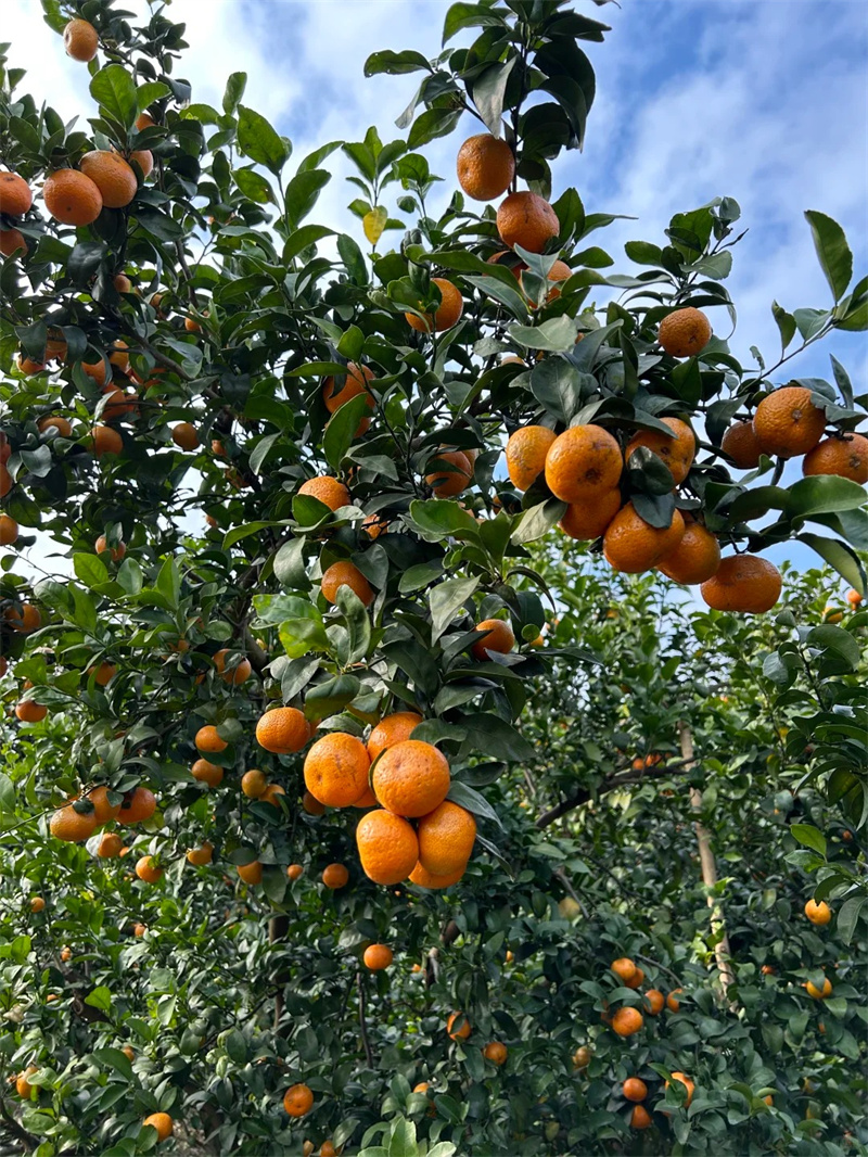 砂糖橘