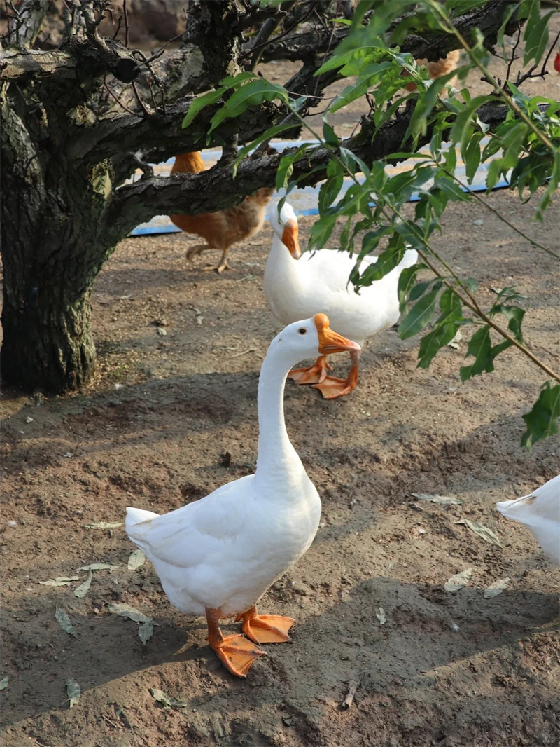 活鹅