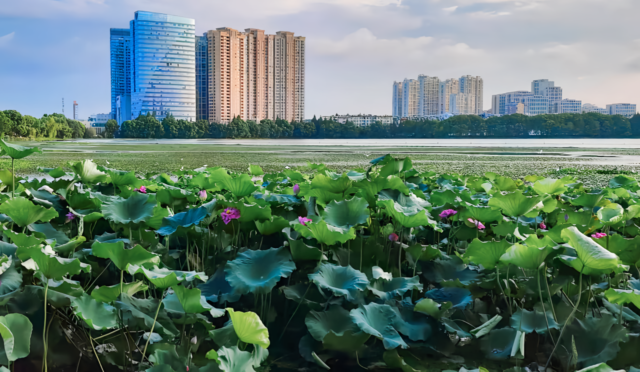 1765350464154189.png “沿江城市内湖水华防控与底泥洗脱生态修复技术”入选长江生态环境保护修复技术清单