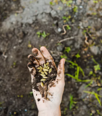 1765434338415128.png 杨凌绿阳高新农业发展有限责任公司