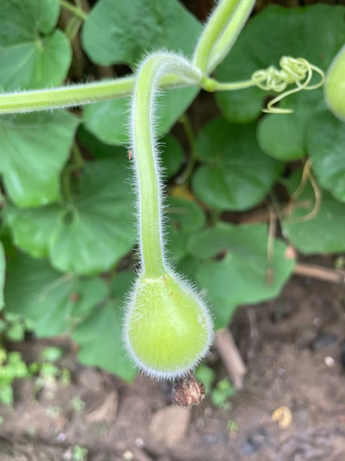 1765434356320607.png 杨凌绿阳高新农业发展有限责任公司