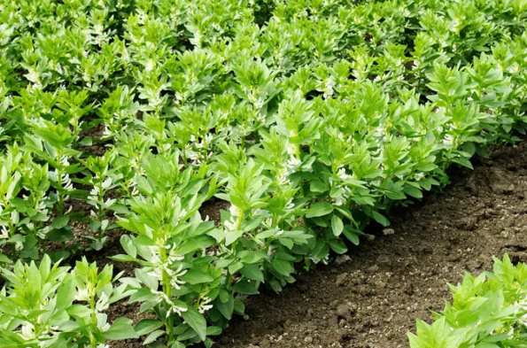 1765434364932955.png 杨凌绿阳高新农业发展有限责任公司